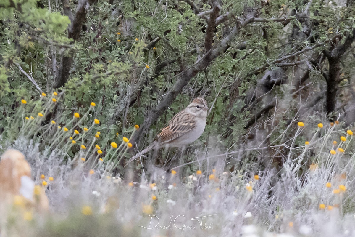 Chipping Sparrow - ML182389251