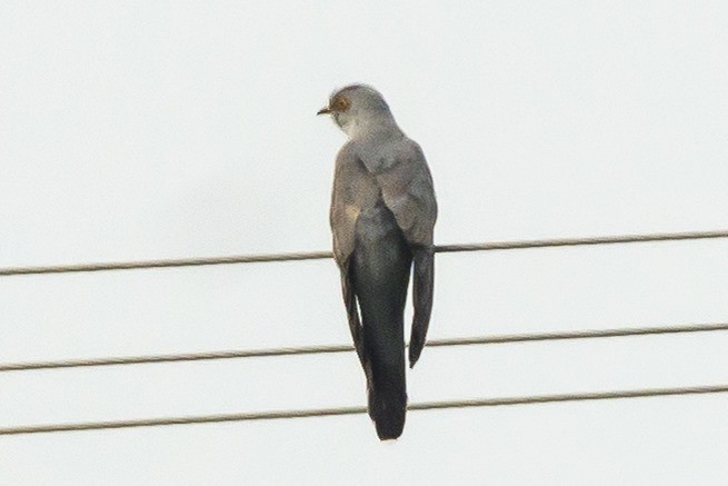 Common Cuckoo - Ramesh Desai