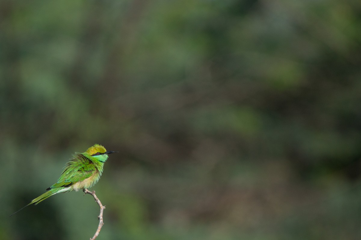 Asian Green Bee-eater - ML182397891