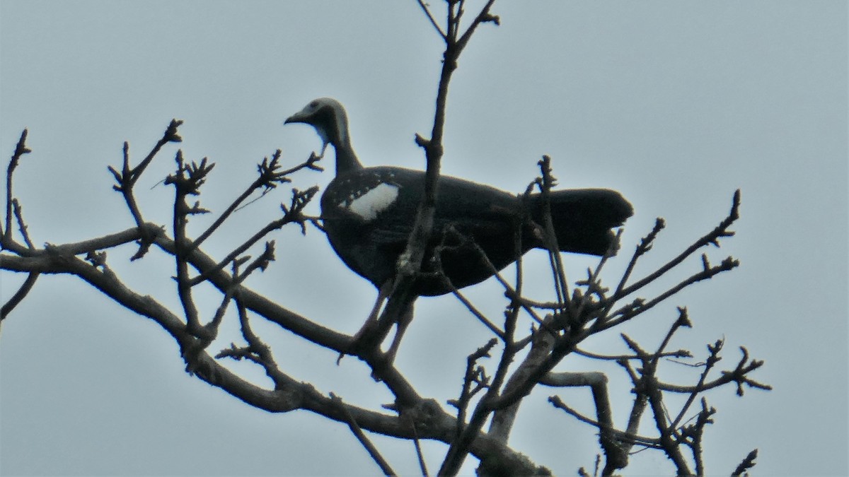 White-throated Piping-Guan - ML182398081