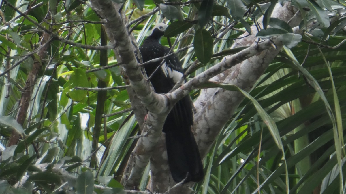 White-throated Piping-Guan - ML182398101