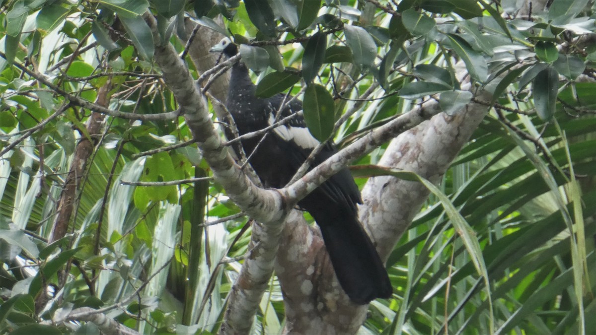 White-throated Piping-Guan - ML182398111
