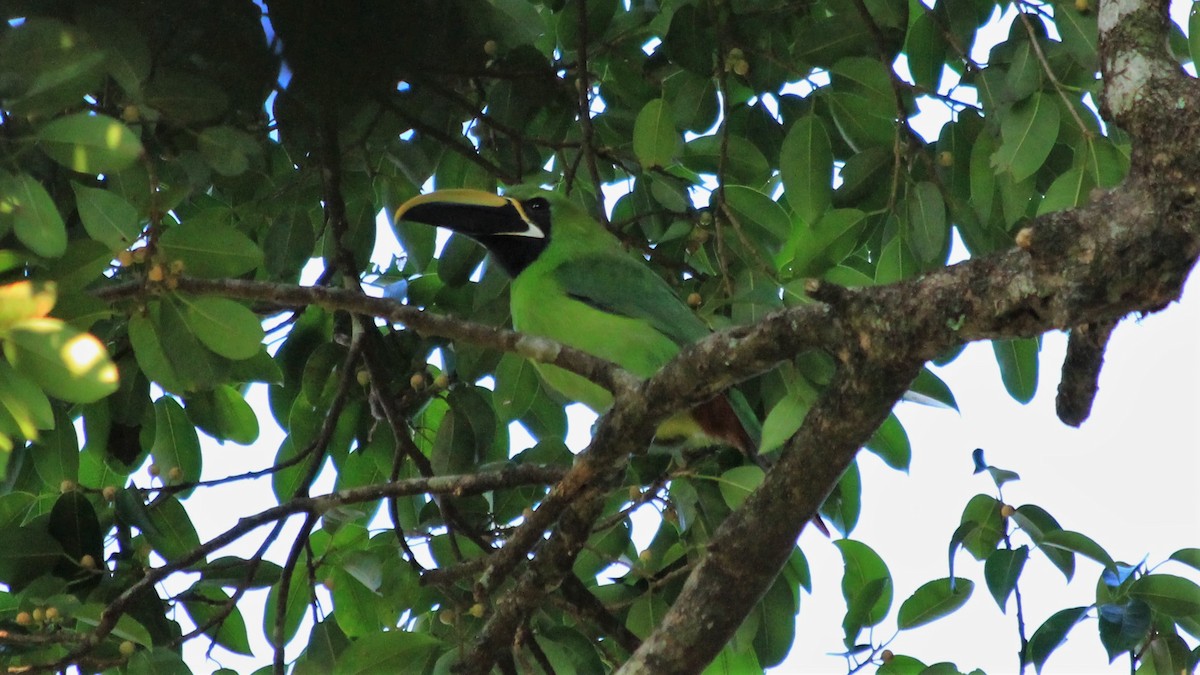 Southern Emerald-Toucanet - Anonymous