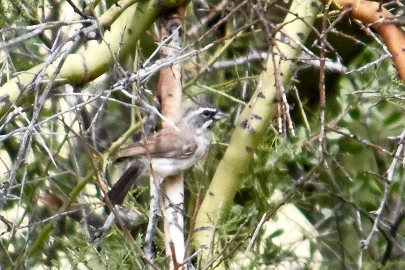 Black-throated Sparrow - ML182399971