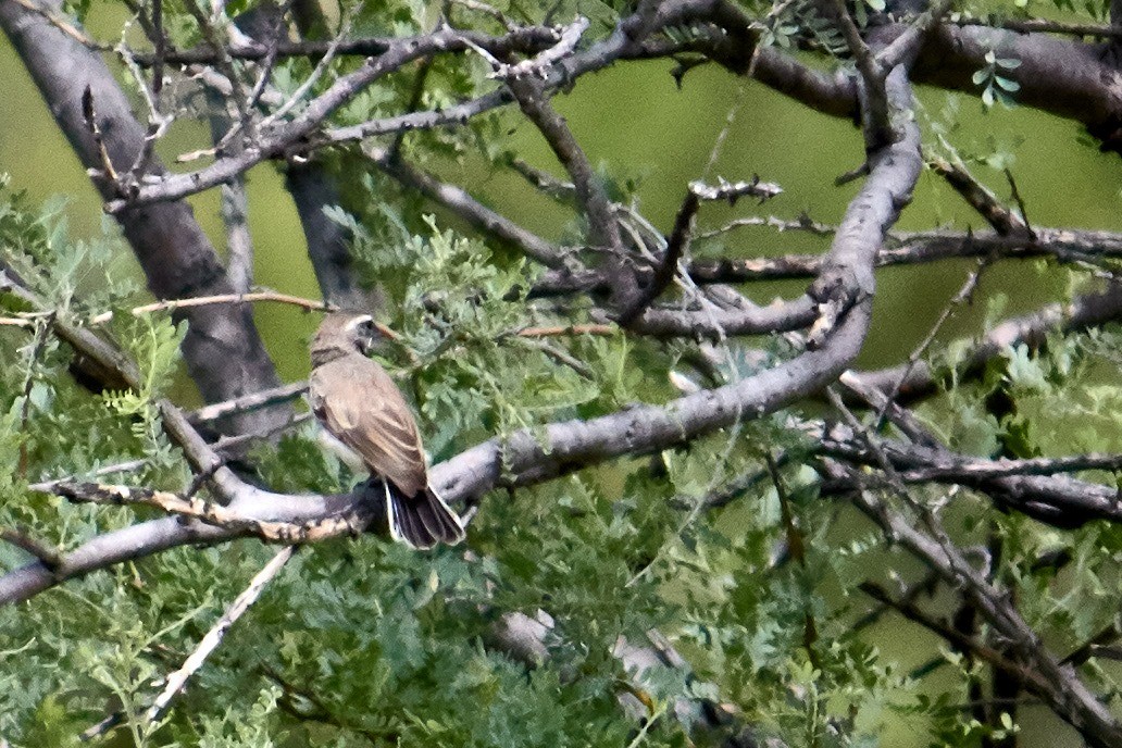 Black-throated Sparrow - ML182399991