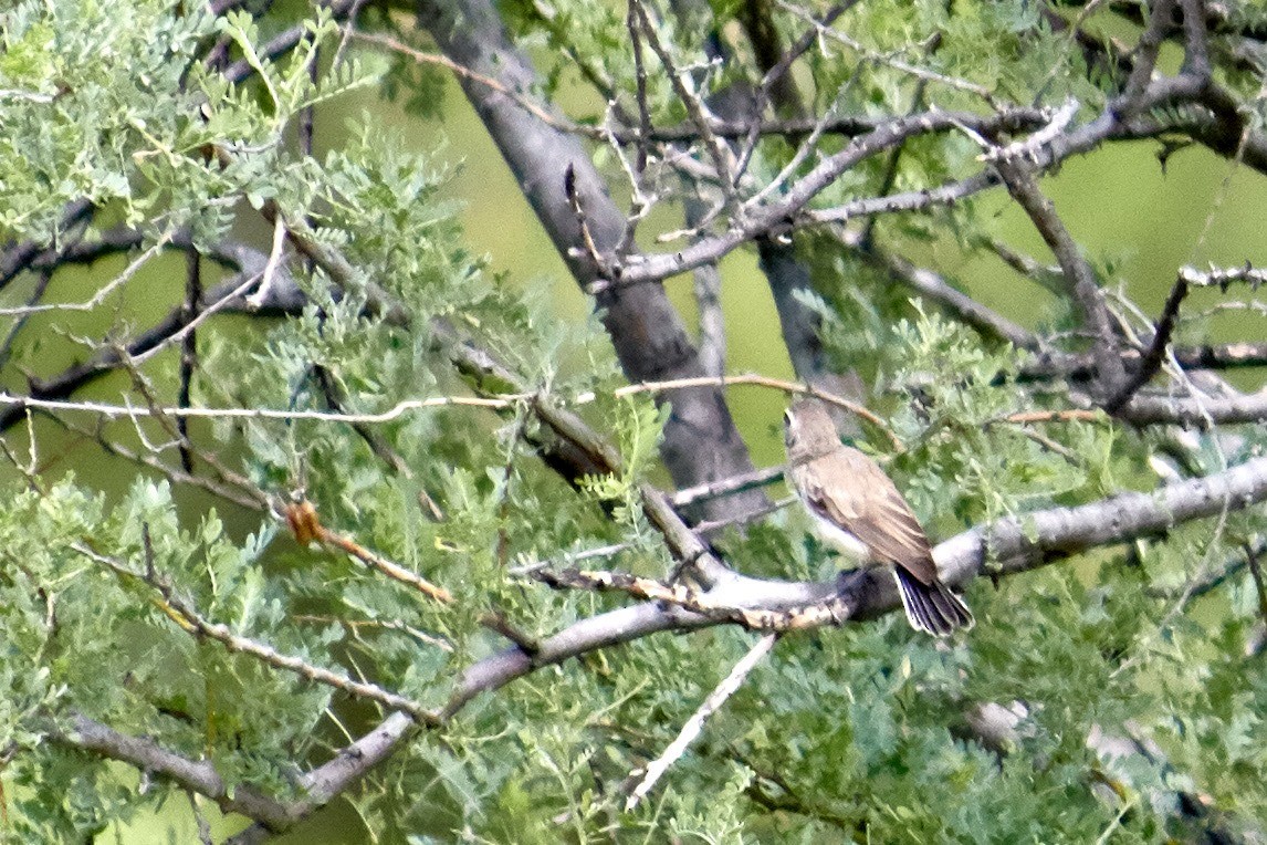 Black-throated Sparrow - ML182400021