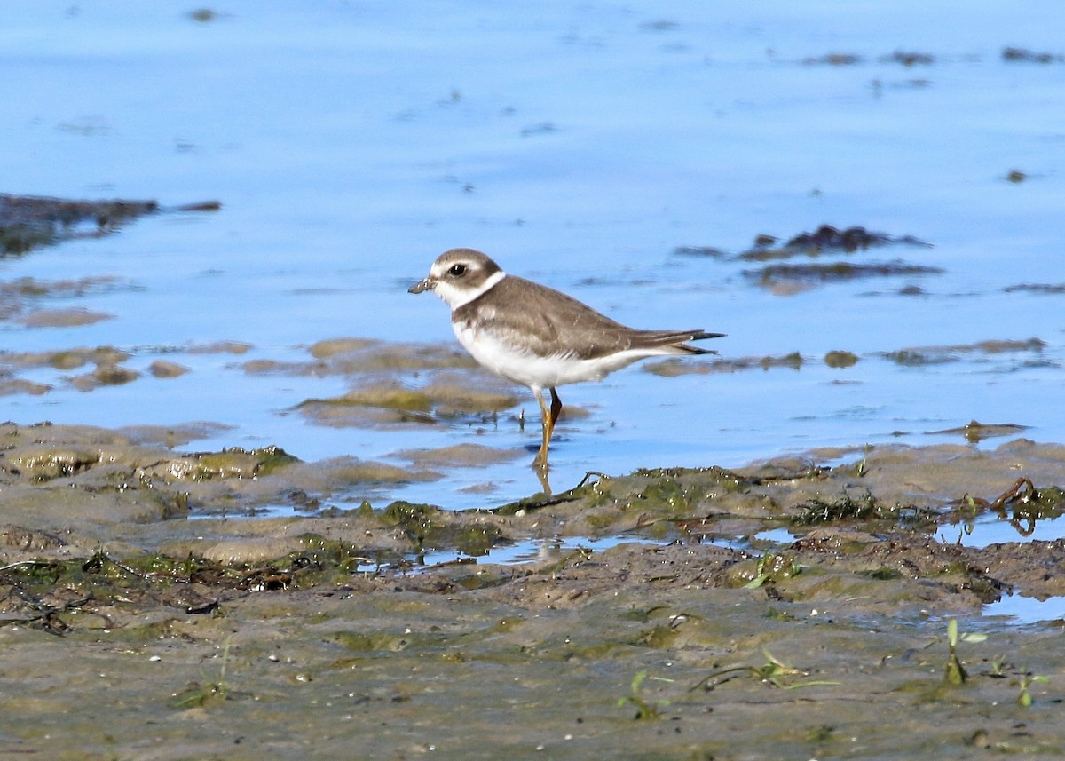 Semipalmated Plover - ML182403611