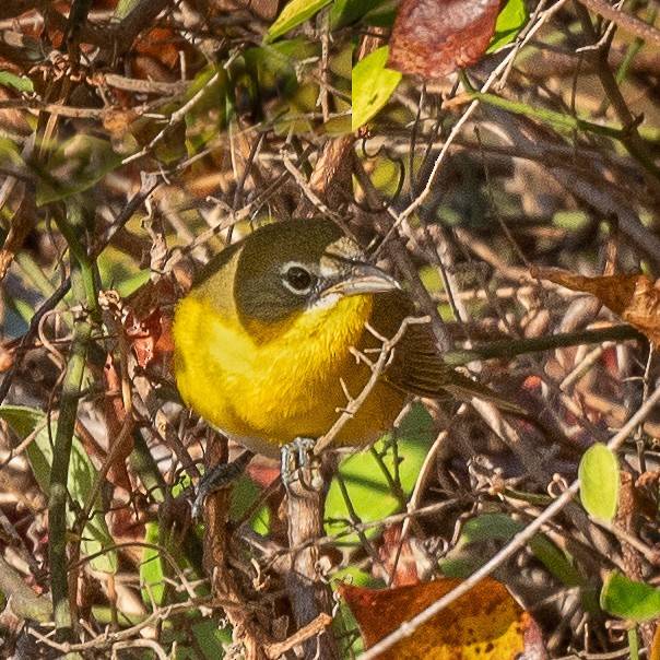 Yellow-breasted Chat - ML182408381