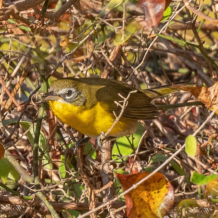 Yellow-breasted Chat - ML182408391