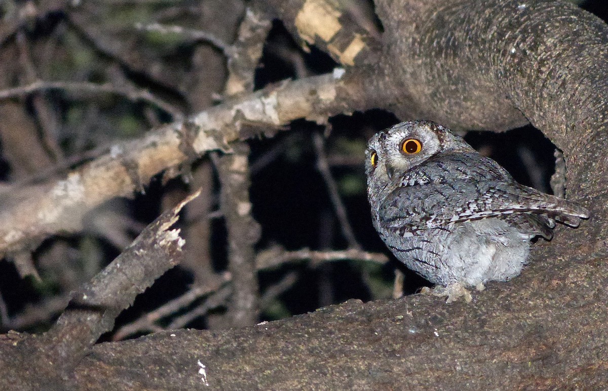 African Scops-Owl - sylvain Uriot