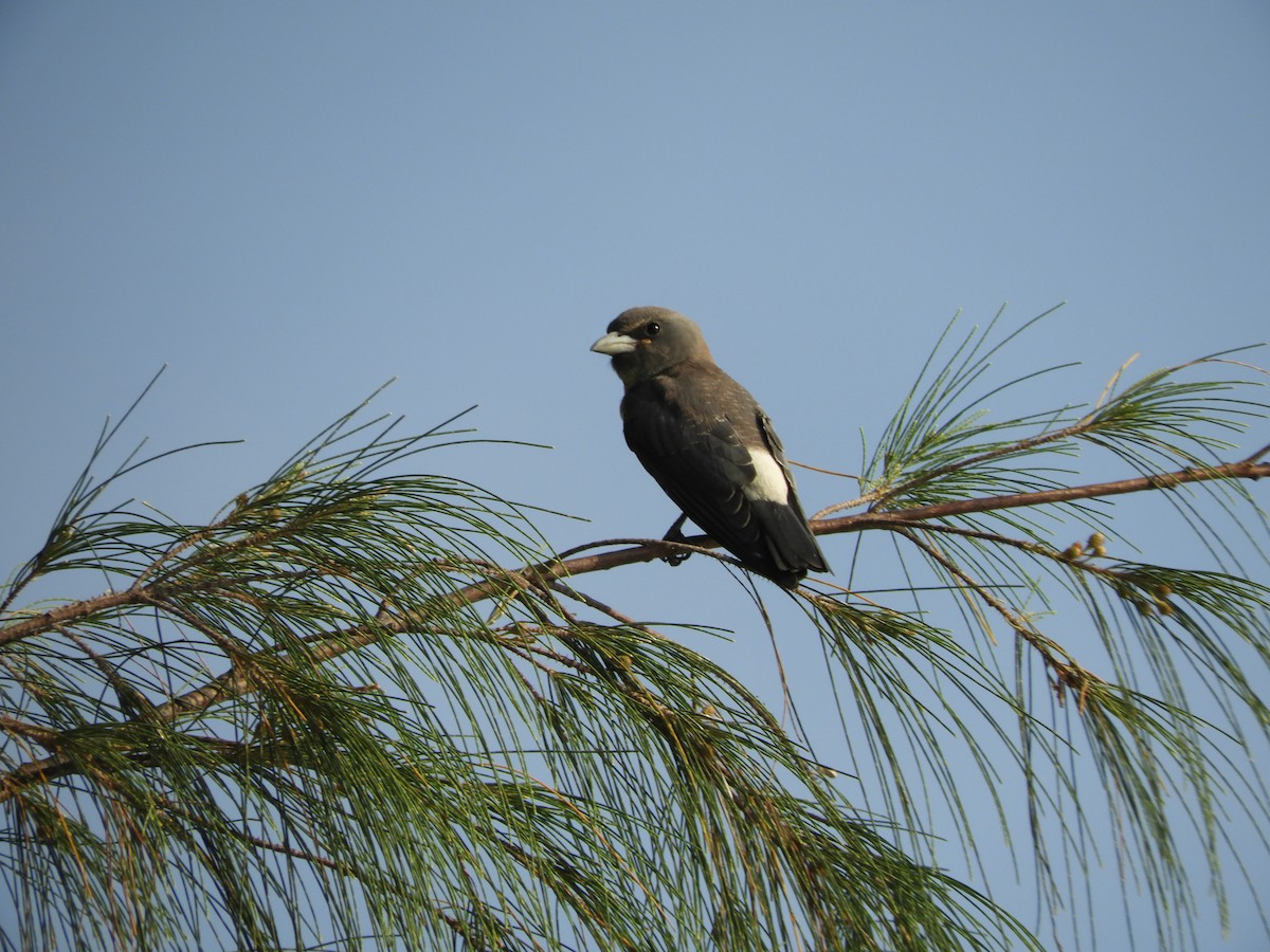 White-breasted Woodswallow - ML182411401