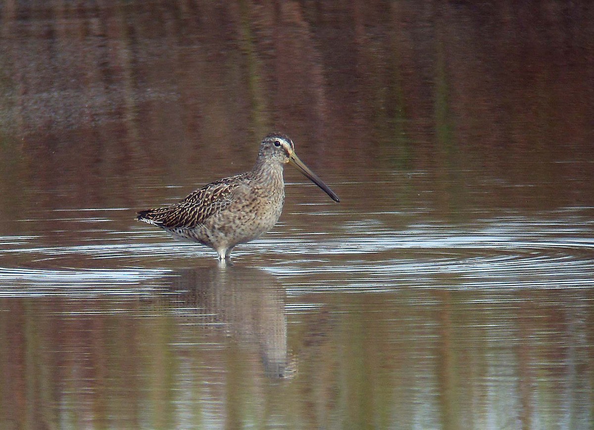 eBird Checklist - 20 Sep 2012 - Lodmoor RSPB Reserve - 13 species