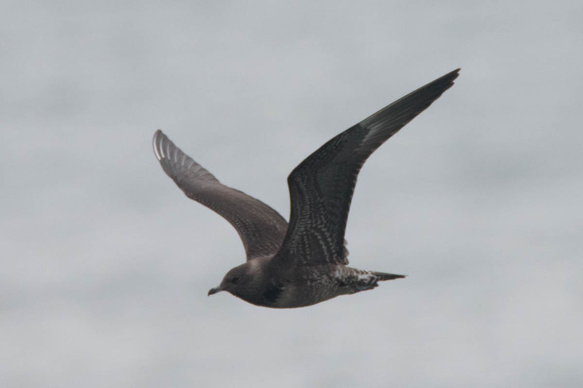 Long-tailed Jaeger - ML182420561