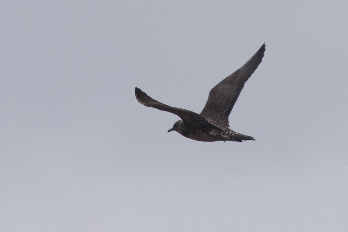 Long-tailed Jaeger - ML182420571
