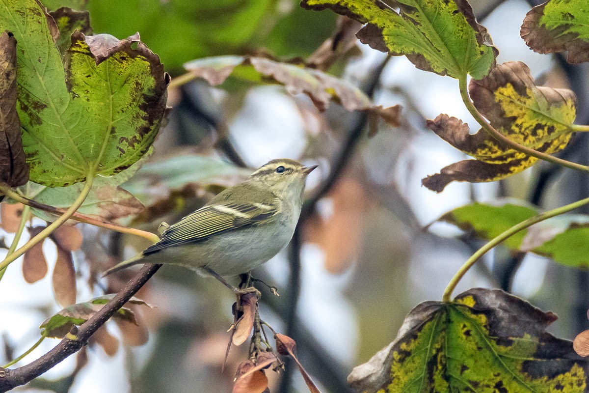Yellow-browed Warbler - ML182420901