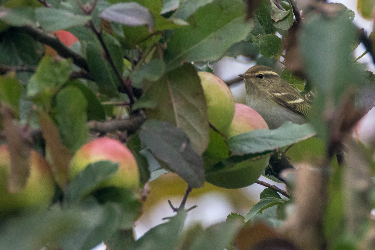 Yellow-browed Warbler - ML182420921