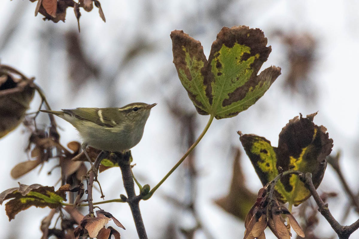 Yellow-browed Warbler - ML182420931