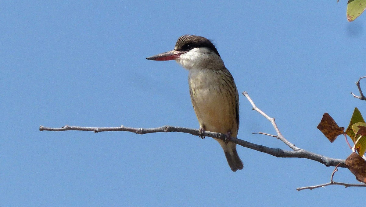 Striped Kingfisher - sylvain Uriot