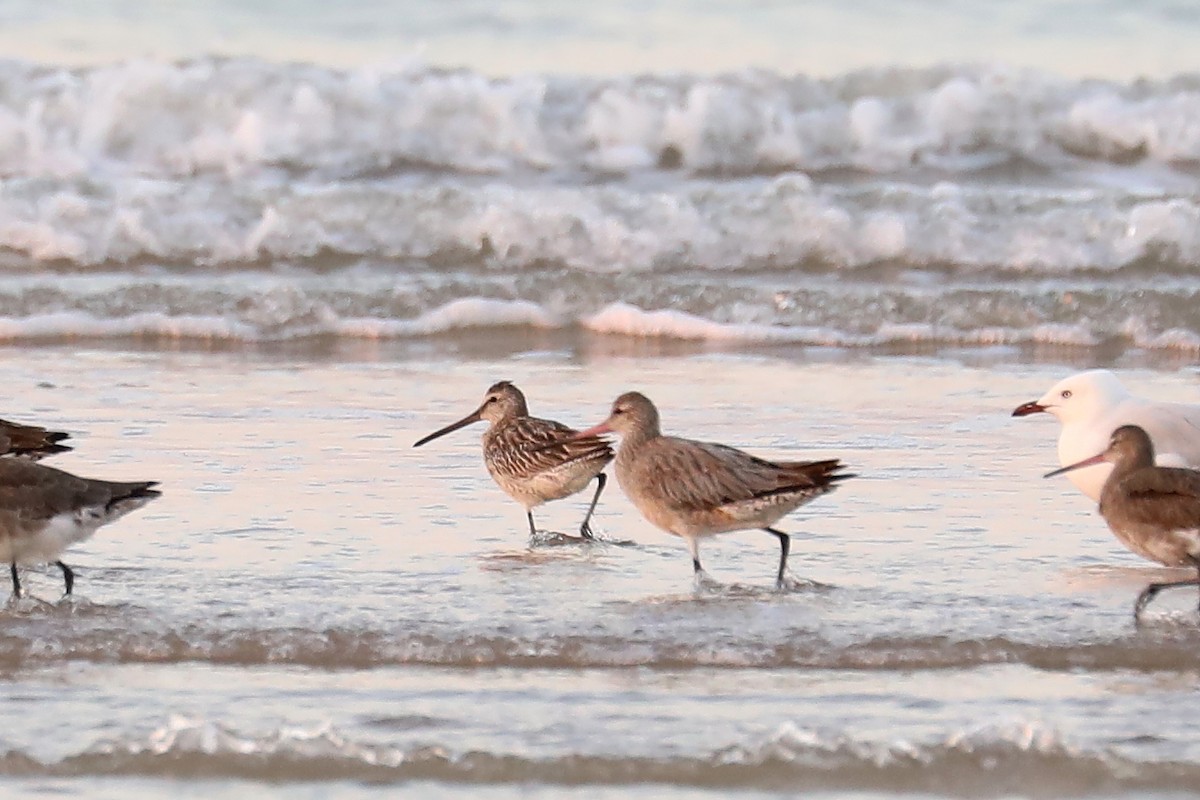 Asian Dowitcher - ML182423661