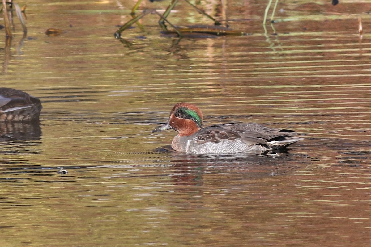 Green-winged Teal - ML182424651