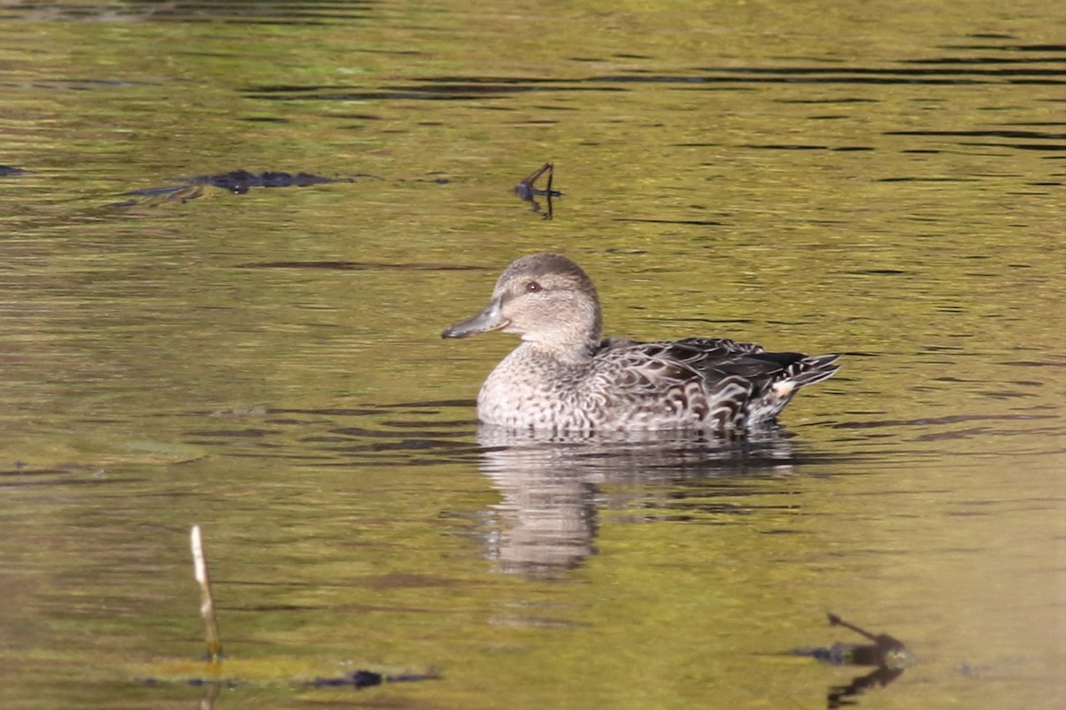 Green-winged Teal - ML182424661