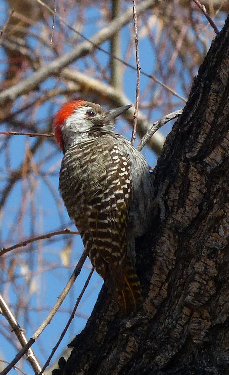 Cardinal Woodpecker - sylvain Uriot