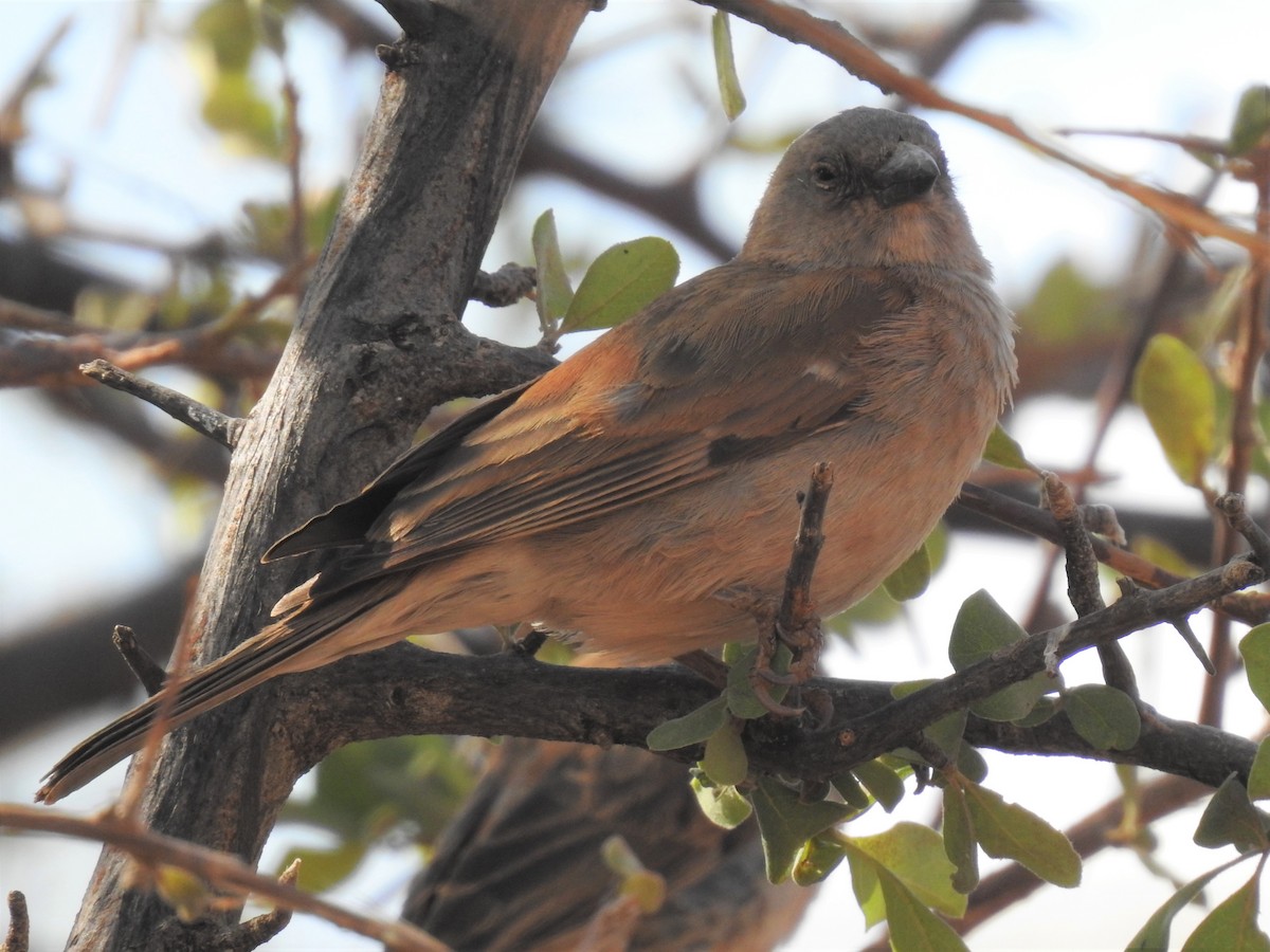 Southern Gray-headed Sparrow - ML182430001