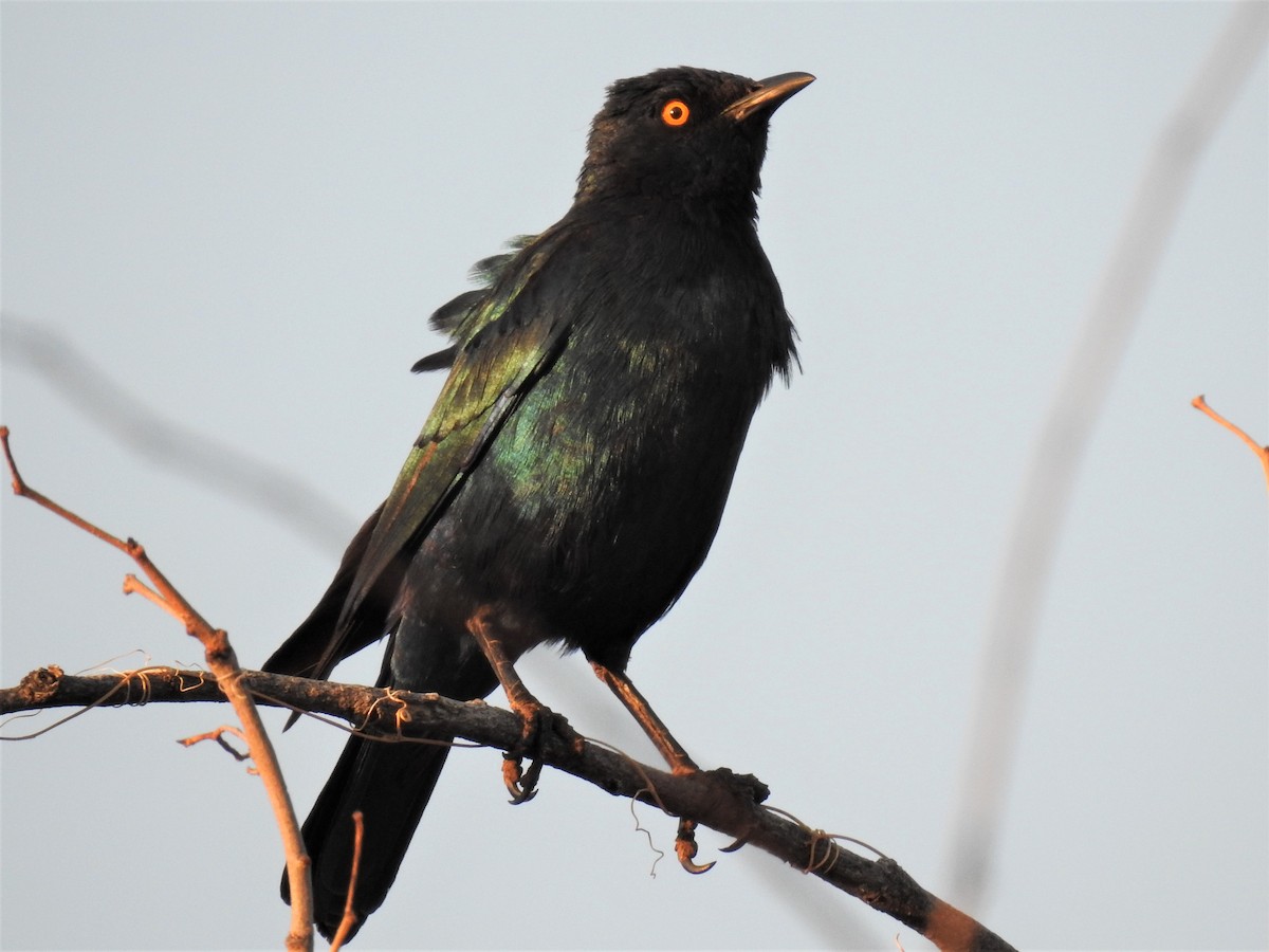 Pale-winged Starling - ML182430221