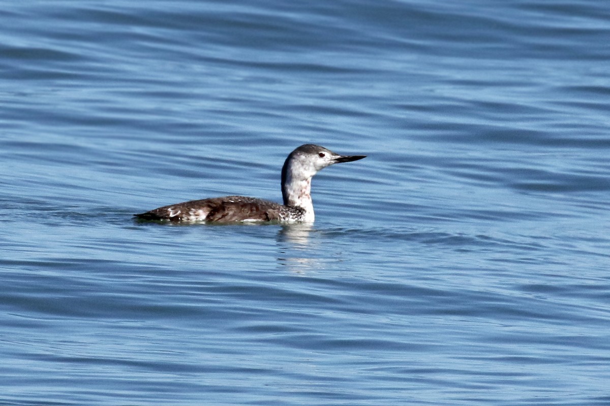 Red-throated Loon - Dick Dionne