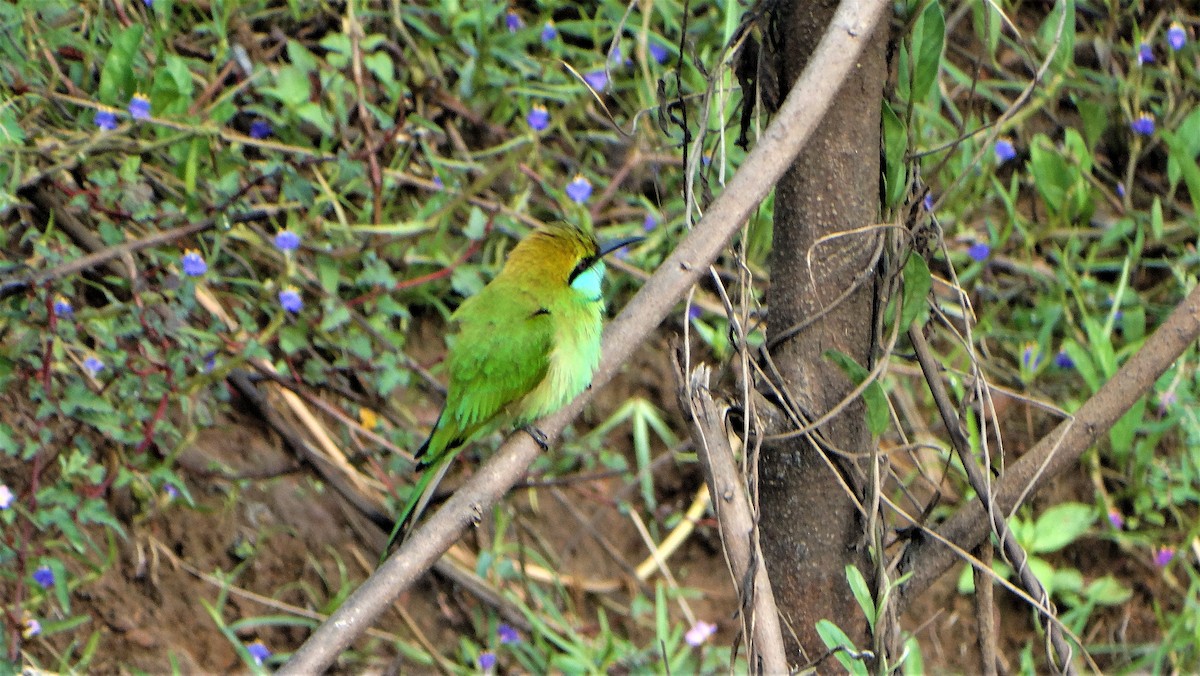 Asian Green Bee-eater - Sreekumar Chirukandoth