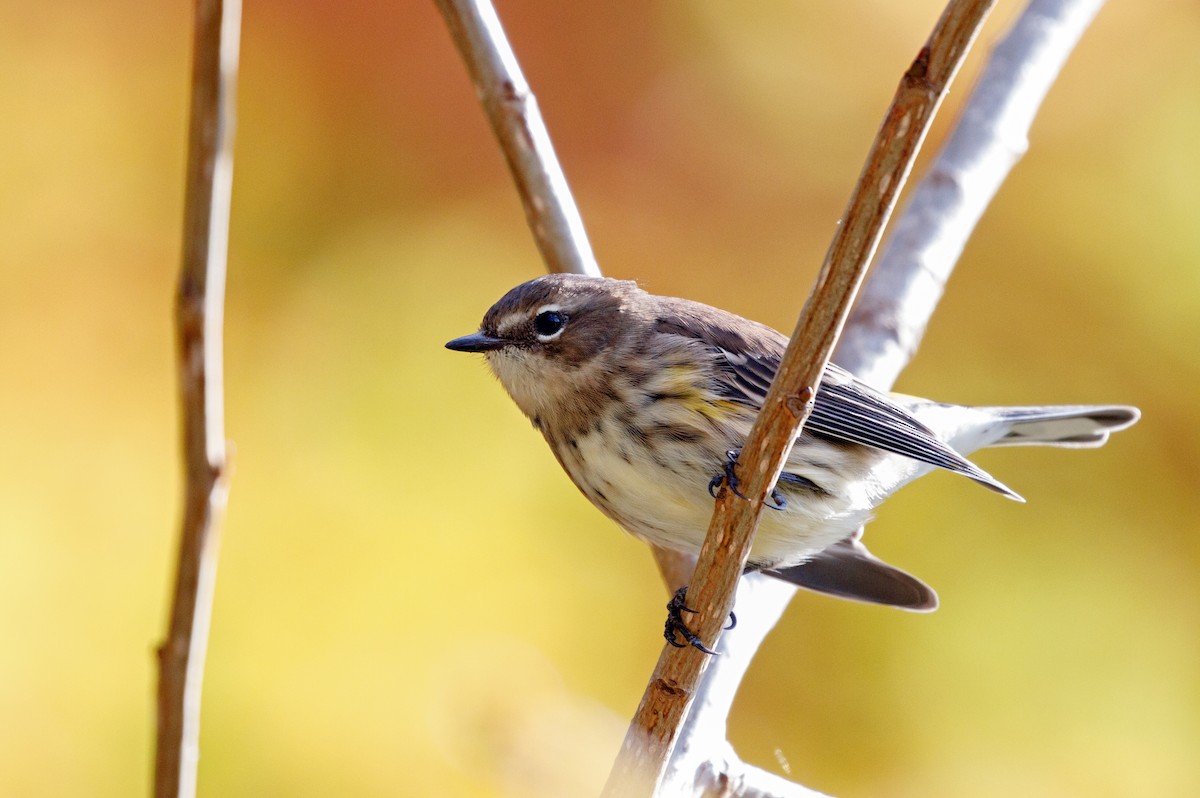 Yellow-rumped Warbler (Myrtle) - Larry Van Brunt