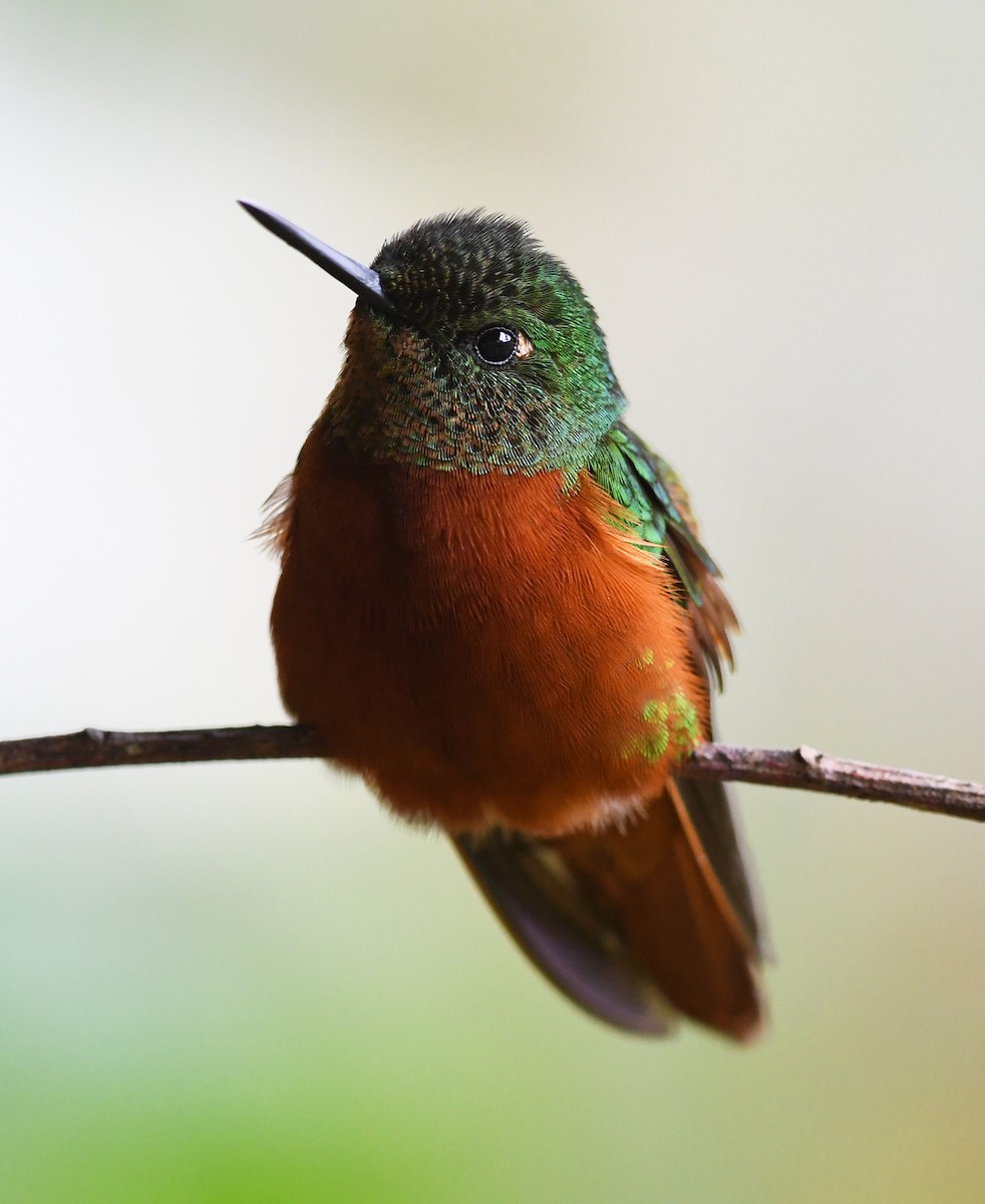 kolibřík peruánský - ML182436571