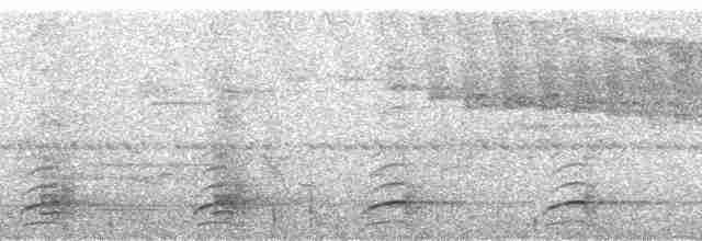 Toucanet de Whitely - ML182438