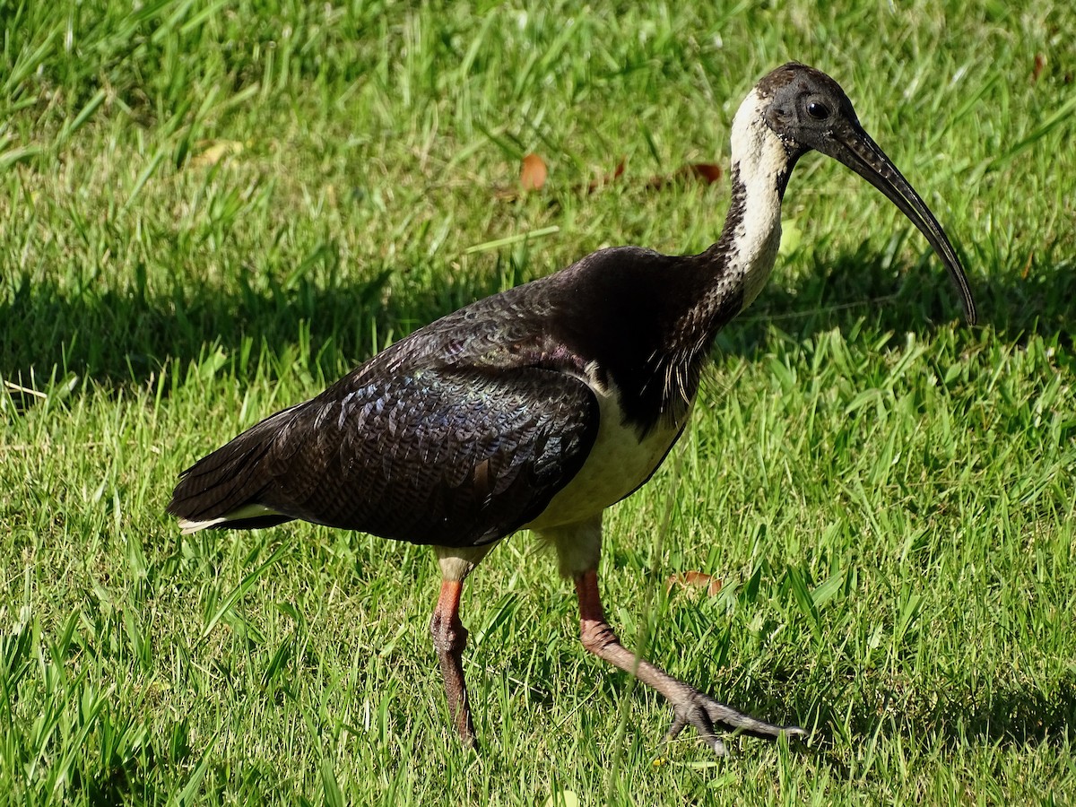 ibis slámokrký - ML182438251