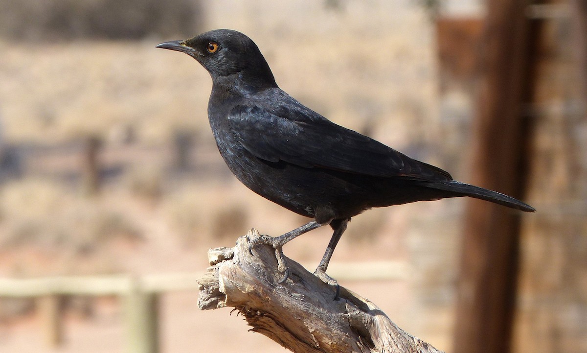 Pale-winged Starling - ML182439251