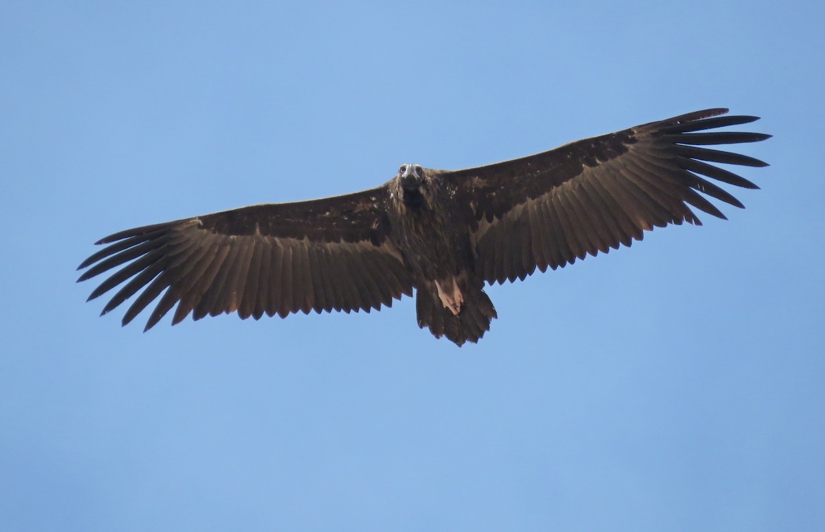 Cinereous Vulture - ML182442091