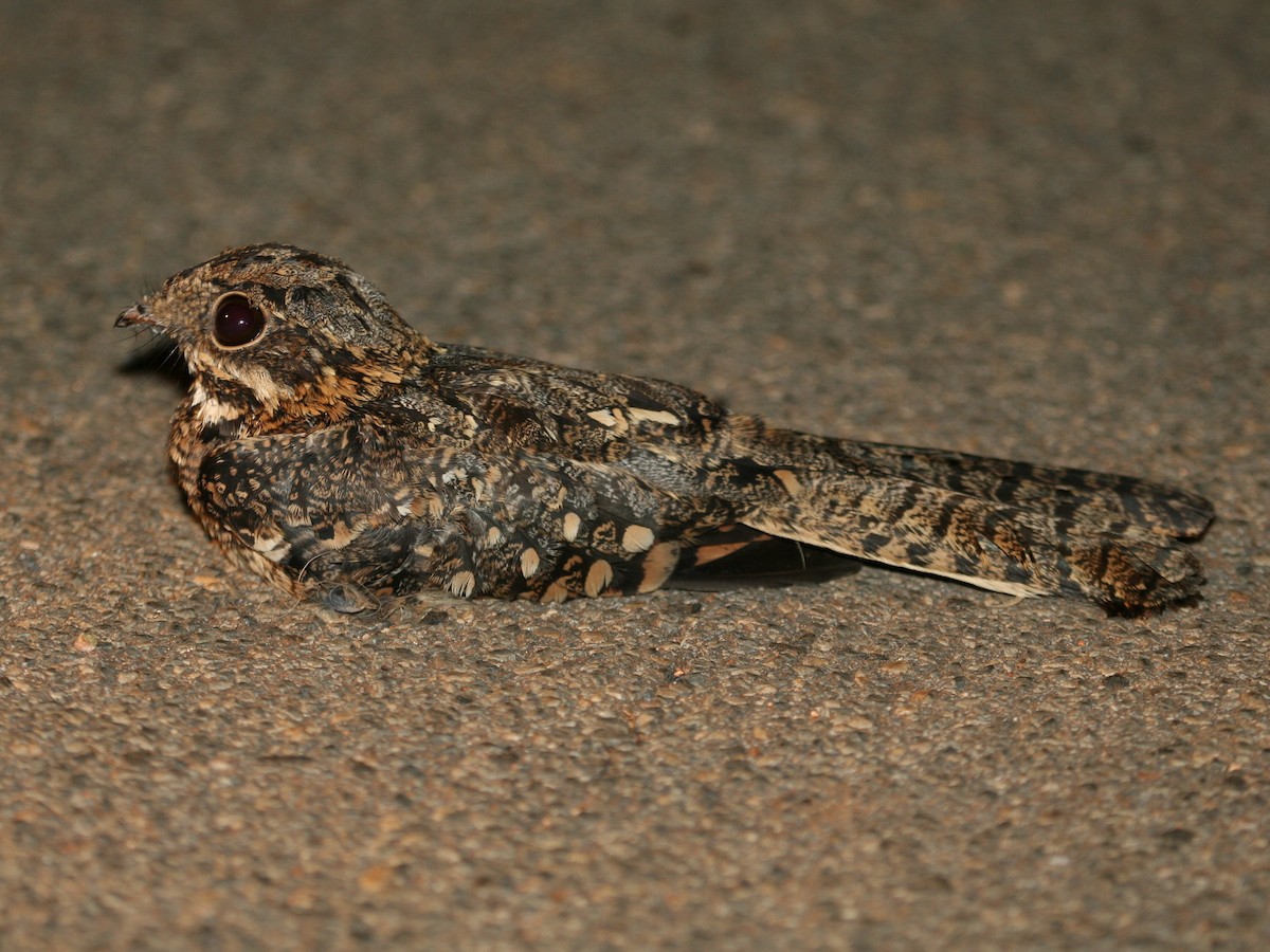 Square-tailed Nightjar - Gareth Hazell
