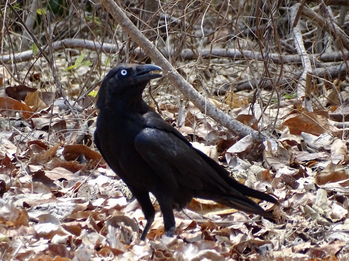 Torresian Crow - ML182454761
