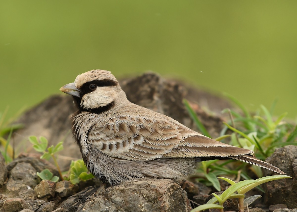 Ashy-crowned Sparrow-Lark - Sneha Gupta