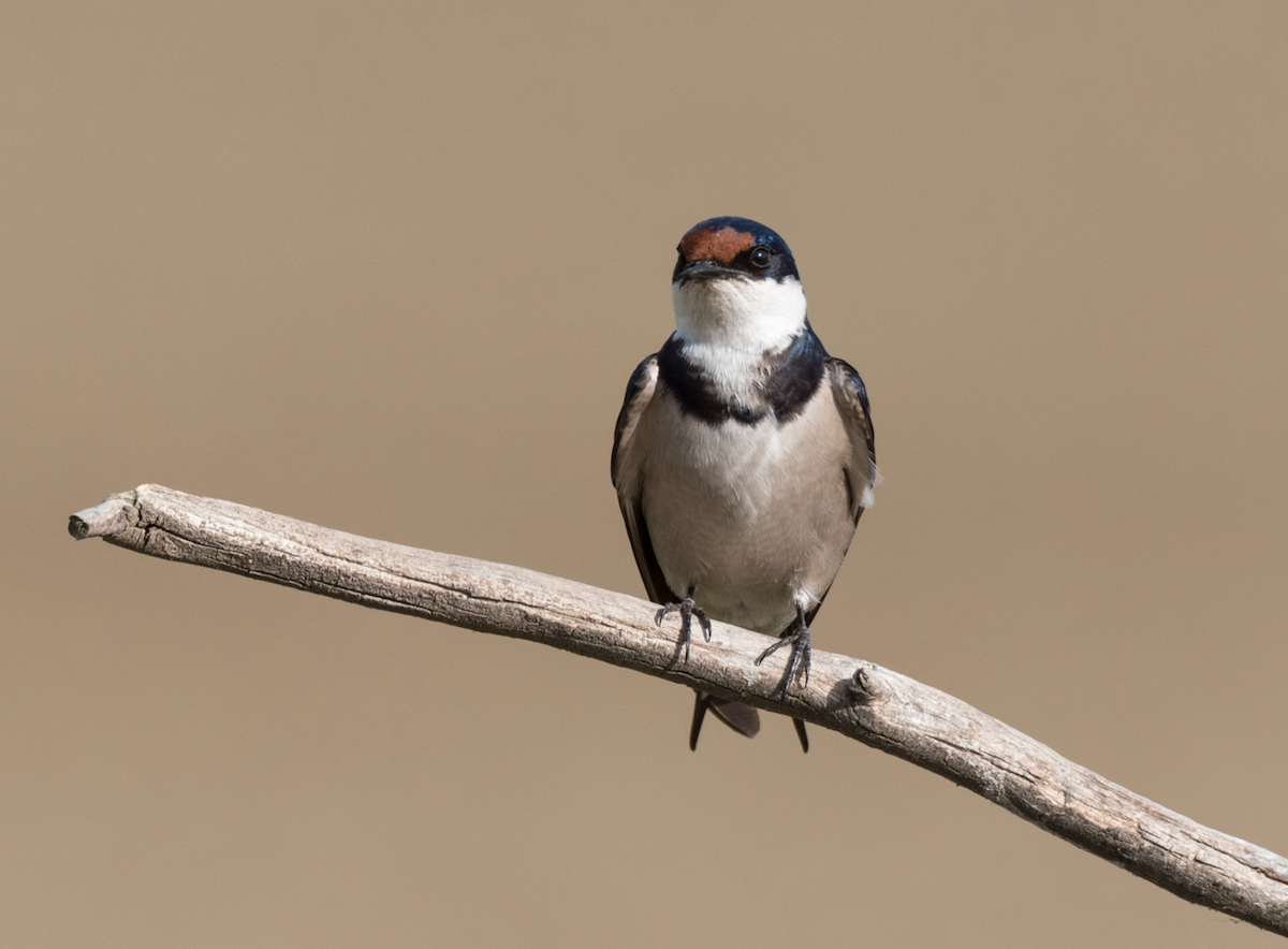 White-throated Swallow - Alistair Routledge