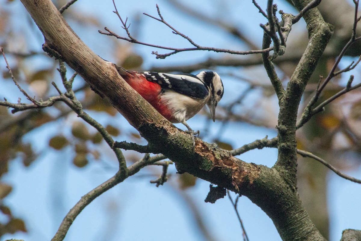 Great Spotted Woodpecker - Jacques Jobin