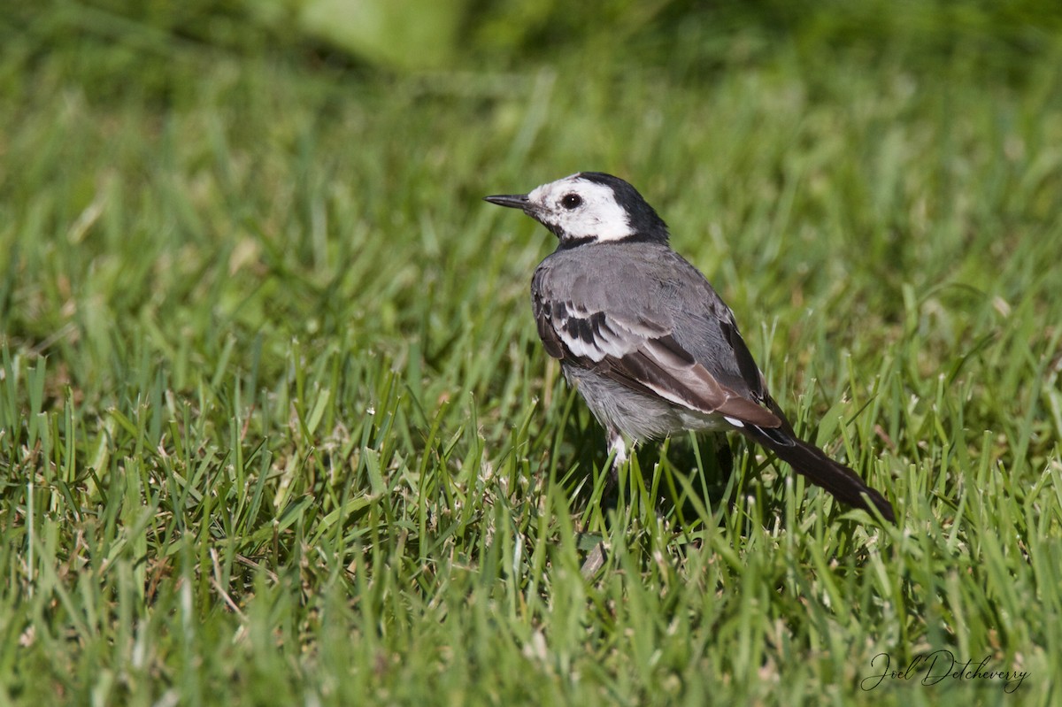 White Wagtail (White-faced) - Detcheverry Joël