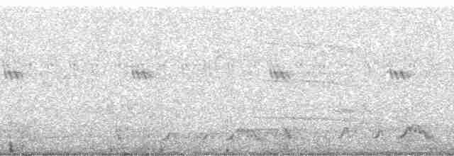 Weißschwanz-Nachtschwalbe - ML182472