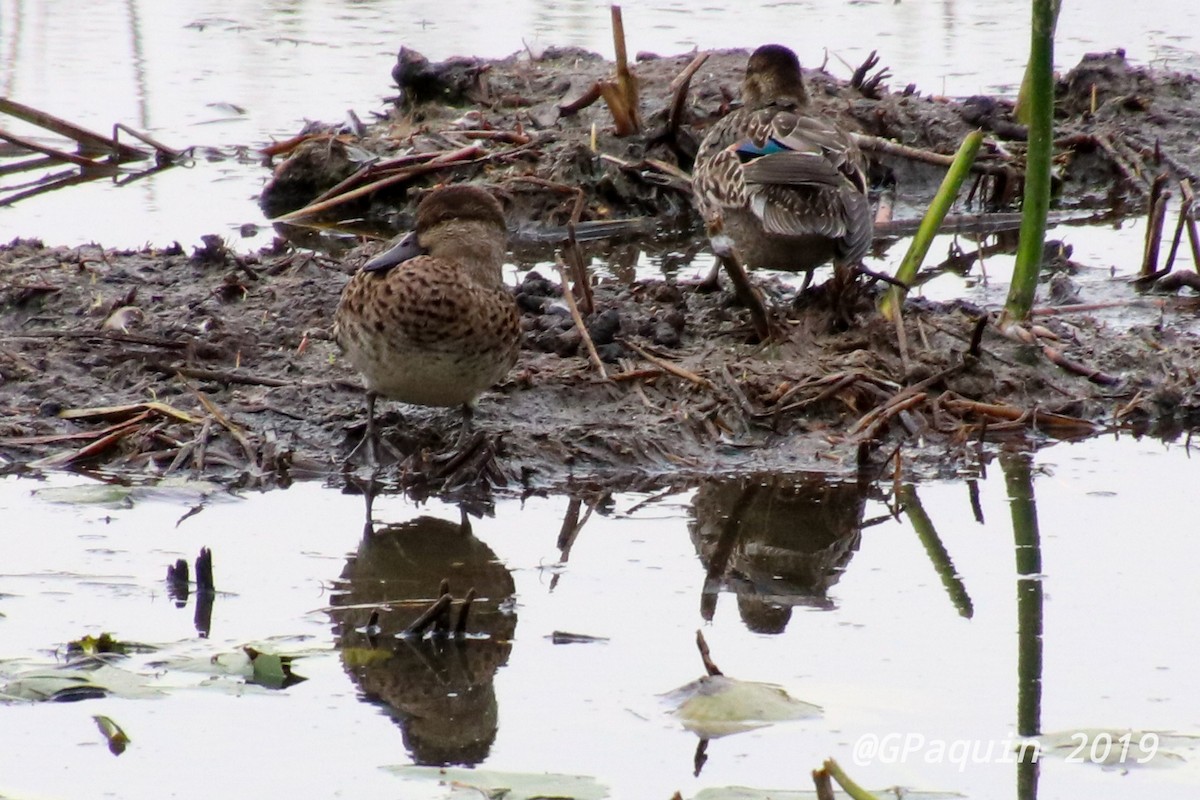 Green-winged Teal - ML182472771