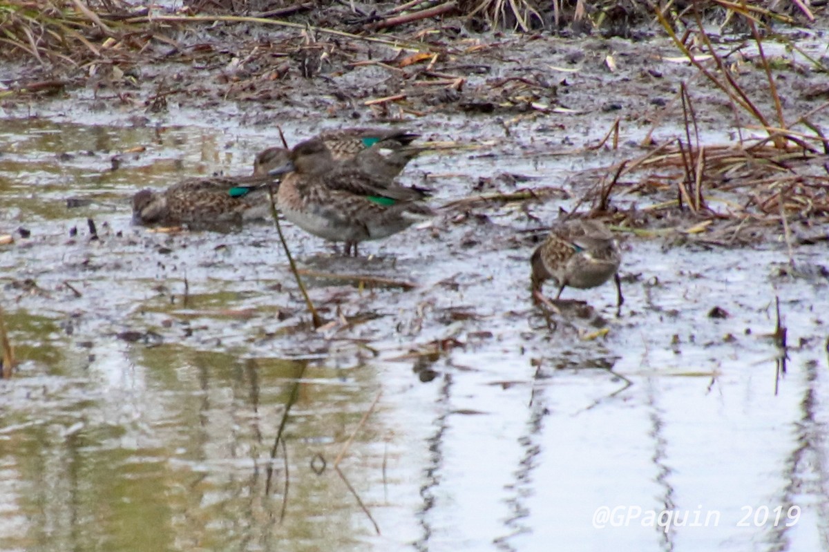 Green-winged Teal - ML182472781