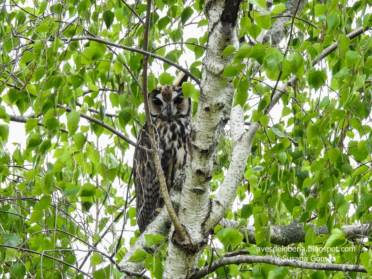 Striped Owl - ML182472981