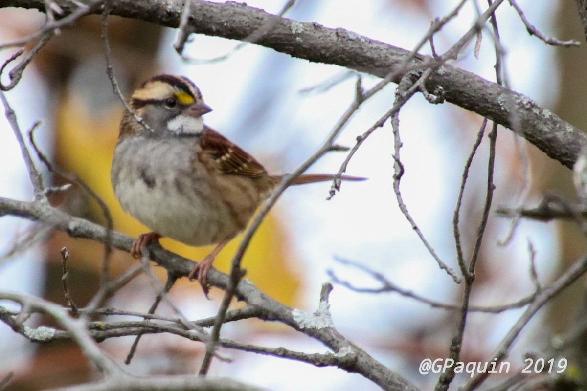 White-throated Sparrow - Guy Paquin