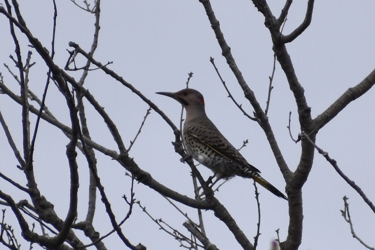 Northern Flicker (Yellow-shafted) - Steven Weiss