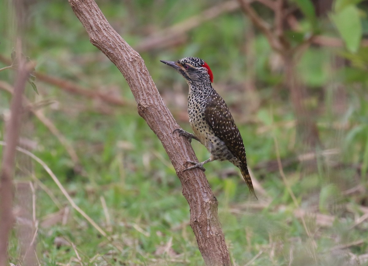 Nubian Woodpecker - Fikret Ataşalan