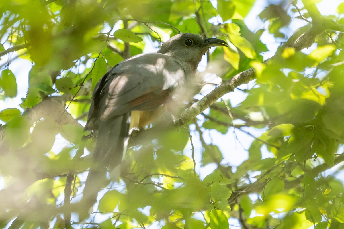 Bay-breasted Cuckoo - ML182481381